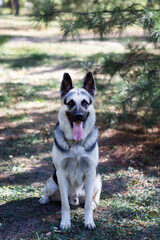 A German Shepherd against the background of nature on a sunny day. Russian Eastern European dog veo close-up.