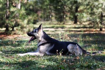 A German Shepherd against the background of nature on a sunny day. Russian Eastern European dog veo close-up.