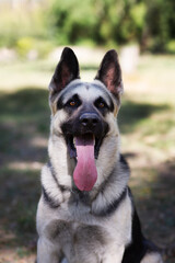 A German Shepherd against the background of nature on a sunny day. Russian Eastern European dog veo close-up.