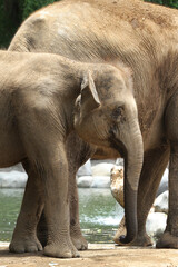 Naklejka premium baby elephant in outdoor enclosure at the zoo