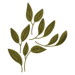 leaves composistion on transparant background