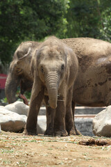 Naklejka premium baby elephant in outdoor enclosure at the zoo