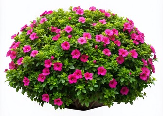 Fototapeta premium Tropical Surfinia Pink Flower Bush Isolated on White Background - Panoramic Photography of Vibrant Shrubs and Blossoms for Home and Garden Decor