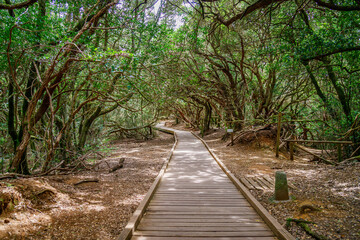 A wooden path in Sendero de los Sentidos walking trail, through the lush laurel forest of Anaga Rural Park, Tenerife