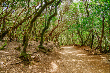 Fototapeta premium A walking path in the forest of Anaga Rural Park, surrounded by mossy, gnarled branches and lush green foliage. The Sendero de los Sentidos walking trail.