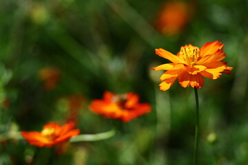 秋風に揺れて咲く