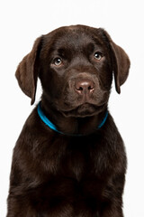 Chocolate Labrador Retriever puppy on a uniform background