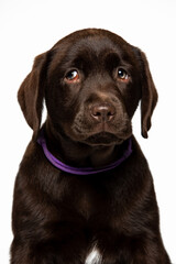 Chocolate Labrador Retriever puppy on a uniform background
