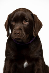 Chocolate Labrador Retriever puppy on a uniform background