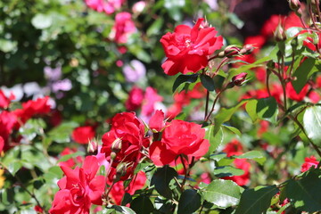 Rose Garden