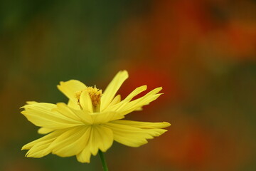 秋風に揺れて咲く
