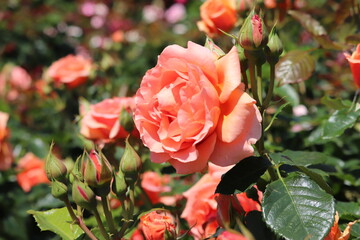 Rose garden