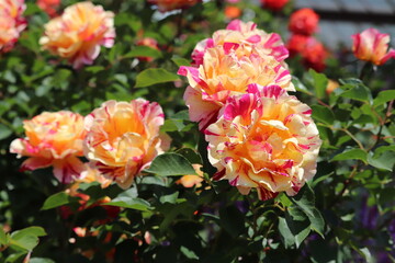 Fototapeta premium Rose Garden