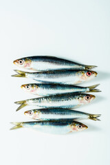 fish fresh raw anchovies on white . close up. cooking recipe , fish market