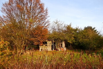Eingefallenes Gartenhaus aus Holz in einem verlassenen Garten
