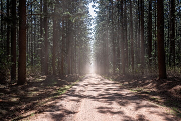 Dusty road through pine tree forest, ominous dark, departure journey destination travel concept, atmospheric nature natural environment