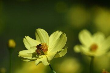 秋風に揺れて咲く