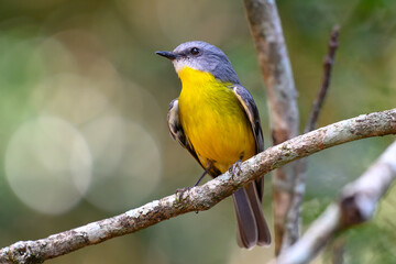 Eastern Yellow Robin, Eopsaltria australis, native australasian bird, Queensland Australia, rainforest forest bushwalk, birding birdwatching
