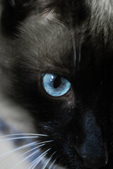 The Black Cat is the Symbol of the Witches of anarcho-syndicalism and Halloween
