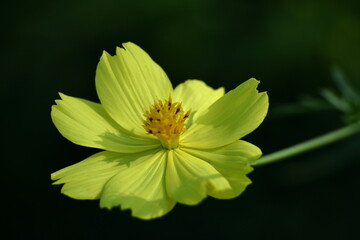 秋風に揺れて咲く