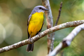 Eastern Yellow Robin, Eopsaltria australis, native australasian bird, Queensland Australia, rainforest forest bushwalk, birding birdwatching