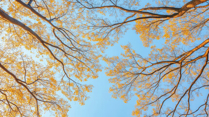 Obraz premium Golden tree branches stretch toward a clear blue sky, forming a natural canopy. The warm sunlight adds a serene, autumnal charm.