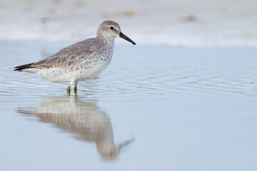 Shorebirds in Florida during winter