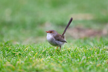 Superb fairywren bird, Malurus cyaneus, female juvenile on ground grass, native Australian wren