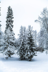 Beautiful winter scene with snow and frost covered trees