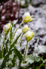 Fototapeta premium Daffodils blooming through the snow