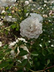 white rose in the garden