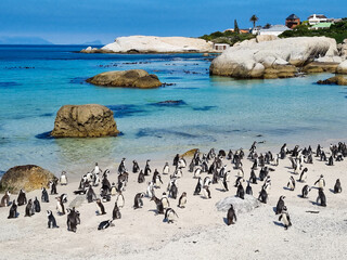 Boulders beach, South Africa's penguin beach