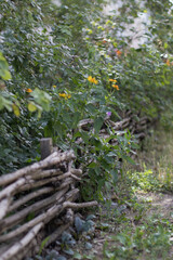 orange calendula and wicker hedge in the garden