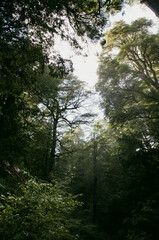 sun rays through the forest