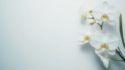 A serene composition of white orchids against a light background, symbolizing purity and elegance.