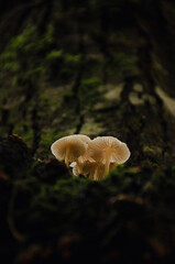 Three yellow fungus in a greenish forest