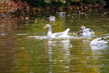 Graugans in der Mitte einer Gruppe von Gänsen