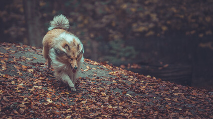 Portrait schöner rough Collies sable white Langhaar schottisch läuft outdoor im goldenen Herbst...