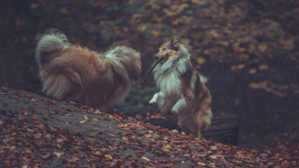 2 schöne rough Collies sable white Langhaar britisch spielen im Lauf miteinander outdoor im...