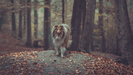 Portrait schöner rough Collies sable white Langhaar schottisch steht mit lustigem Gesicht outdoor...