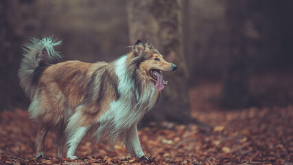 Portrait schöner rough Collies dark sable white Langhaar schottisch steht outdoor im goldenen...