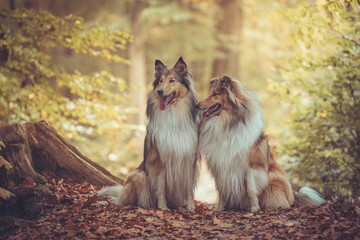 2 schöne rough Collies sable white Langhaar britisch sitzen outdoor im goldenen Herbst Wald Var. 4