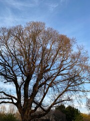 Fototapeta premium tree in autumn