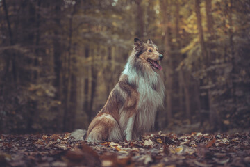 Portrait schöne rough Collies dark sable white Langhaar schottisch sitzt outdoor im goldenen...