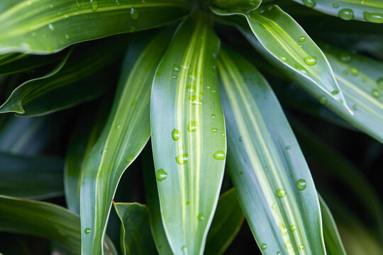 Close-up of tropical leaves with raindrops