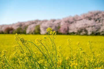 Obraz premium 権現堂堤の桜並木と菜の花 埼玉県幸手市権現堂公園