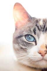 white cat and white moon cat, healing and balance, with its beautiful blue eyes by Maneki Neko