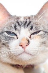 white cat and white moon cat, healing and balance, with its beautiful blue eyes by Maneki Neko