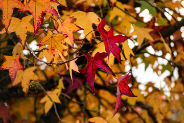 Sweetgum, liquidambar tree or copalm balsam with fall foliage and seeds, altingiaceae