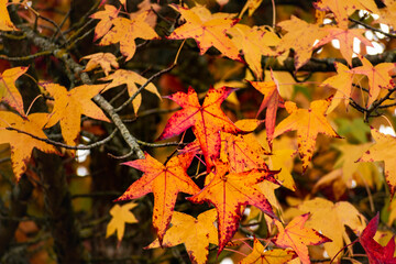 Sweetgum, liquidambar tree or copalm balsam with fall foliage and seeds, altingiaceae